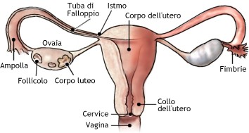 Utero, tube di Falloppio e ovaie