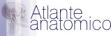 Atlante anatomico