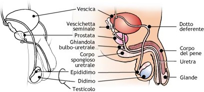 Genitali maschili: vista esterna e sezione