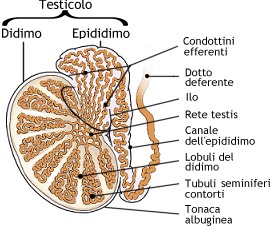 Testicolo: sezione