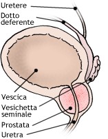 Prostata: posizione