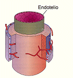 Endotelio