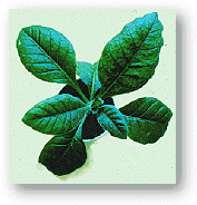 Tabacco