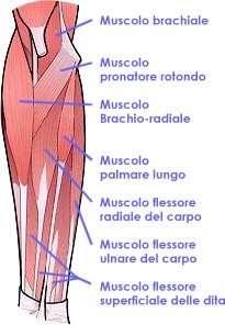 Flessori del polso e delle dita