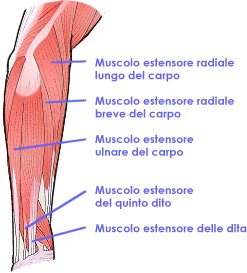 Estensori del polso e delle dita