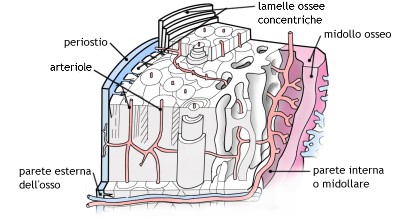sezione dell' osso