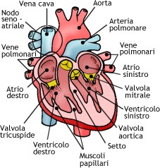 Sezione longitudinale del cuore