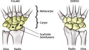 Ossa del polso