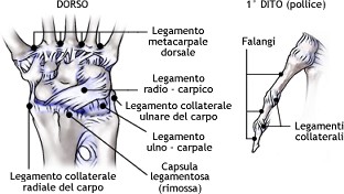 Legamenti del polso