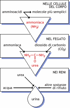 Schema