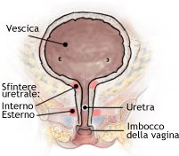 Decorso dell'uretra femminile
