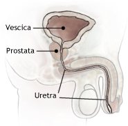 Decorso dell'uretra maschile
