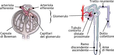 Corpuscolo renale e nefrone