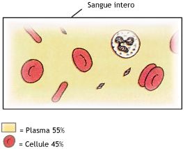 La composizione del sangue intero