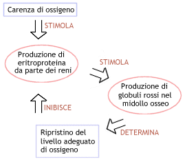 Il meccanismo di feedback negativo