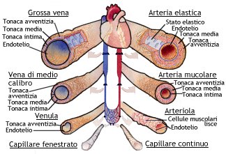 Struttura istologica del sistema circolatorio