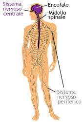 Sistema nervoso centrale e periferico