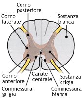 Sezione del midollo spinale