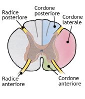 Sezione del midollo spinale