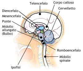 Encefalo