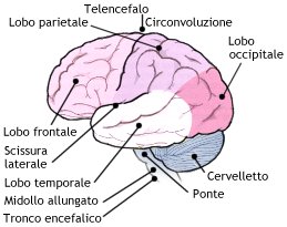 Emisfero sinistro visto dall'esterno