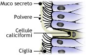 Tessuto dell'orofaringe