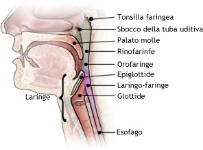 Faringe