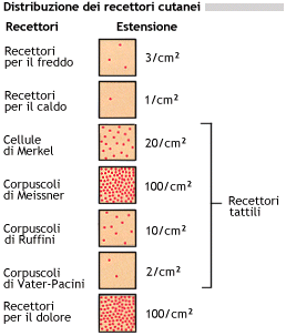 Distribuzione dei recettori cutanei