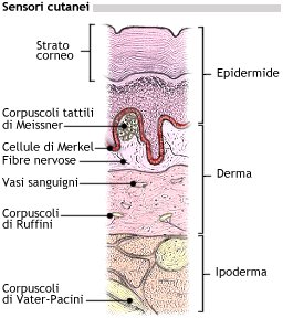 Sensori cutanei