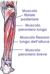 Peronieri e tibiale posteriore