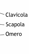 lavicola, scapola, omero