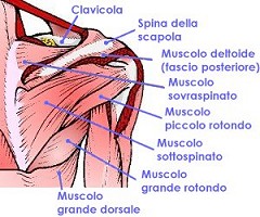 Muscolatura della spalla