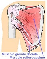 Muscolatura della spalla