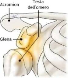 Lussazione sottoglenoidea