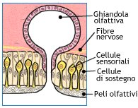 Particolare della mucosa olfattiva