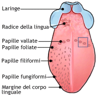 Superficie dorsale della lingua