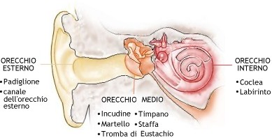Anatomia dell'orecchio - visione d'insieme