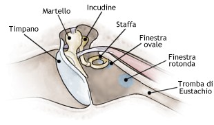 Orecchio medio