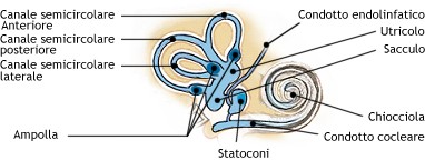 Orecchio interno