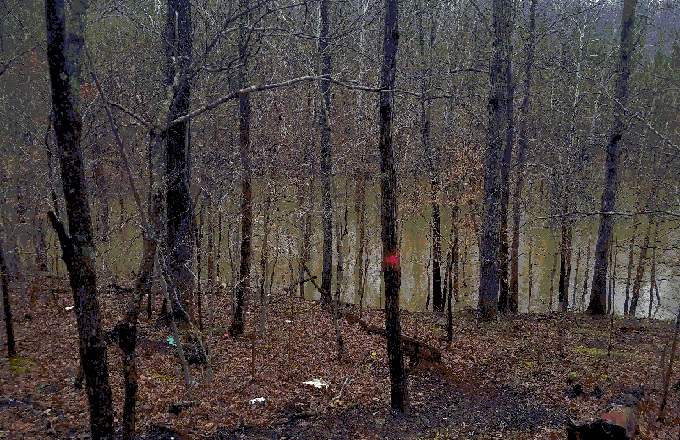 woods