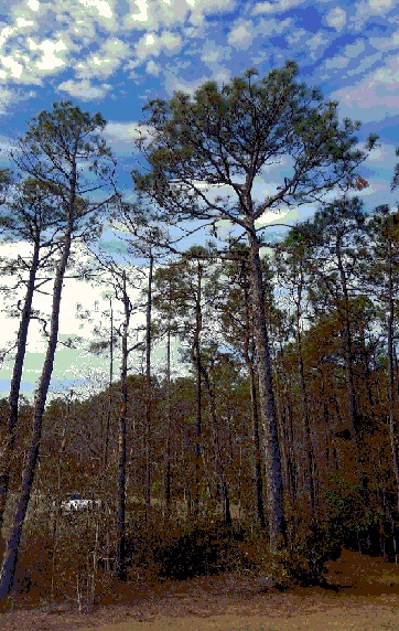 woods