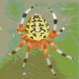 orbweaver