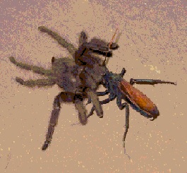 tarantulawasp
