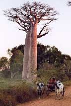 all�e des baobabs - Morondava - Allee des baobabs de madagascar : photos de baobabs, photographies de morondava