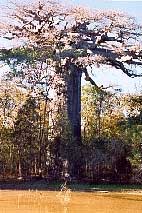 baobab sacr� - Allee des baobabs de madagascar : photos de baobabs, photographies de morondava, peuples de Mada
