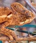 cameleon - Descente en pirogue sur la Tsiribihina (Madagascar) : carnets de voyage et photos de la visite