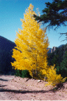 Pretty tree on the road above the closure