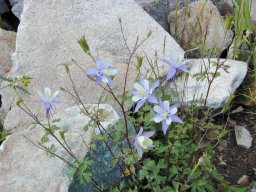 Columbines during the hikes