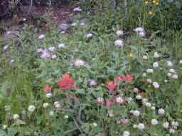 Indian Paintbrush and other wildflowers in the valley
