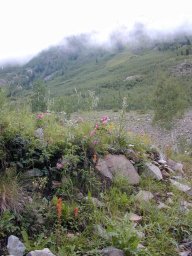 Wildflowers near the Montezuma Creek ford